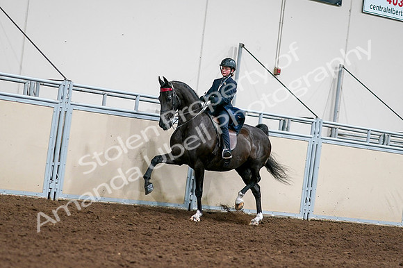 2020 - AB Morgan Horse - Fri, Sept 04 - 03210