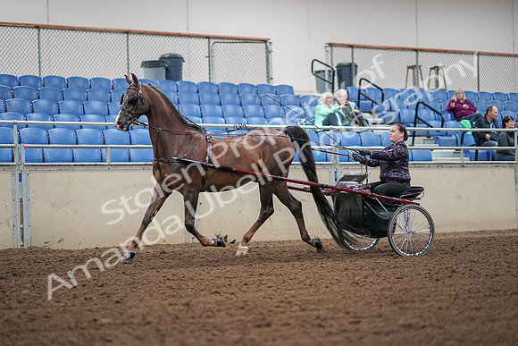 2019 Morgan Horse Show - Aug 30, 2019 - 13166