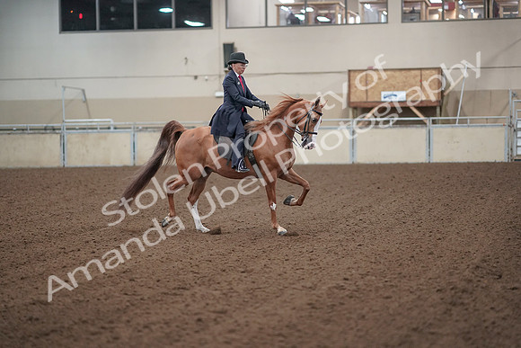 2019 Morgan Horse Show - Sept 01, 2019 - 12062