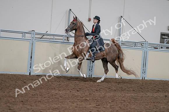 2020 - AB Morgan Horse - Fri, Sept 04 - 09593