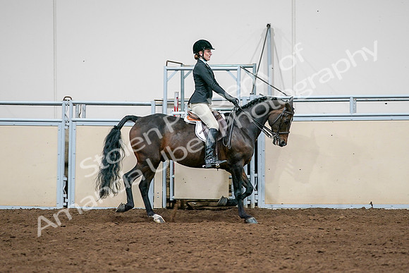 2020 - AB Morgan Horse - Sat, Sept 05 - 14573