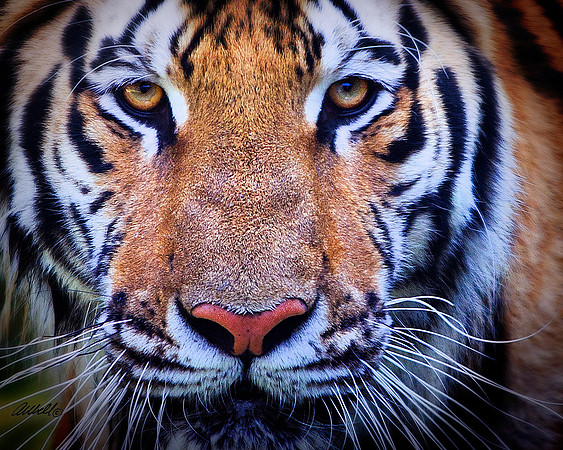 Big Cats - 011