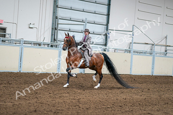 2020 - AB Morgan Horse - Sat, Sept 05 - 12080