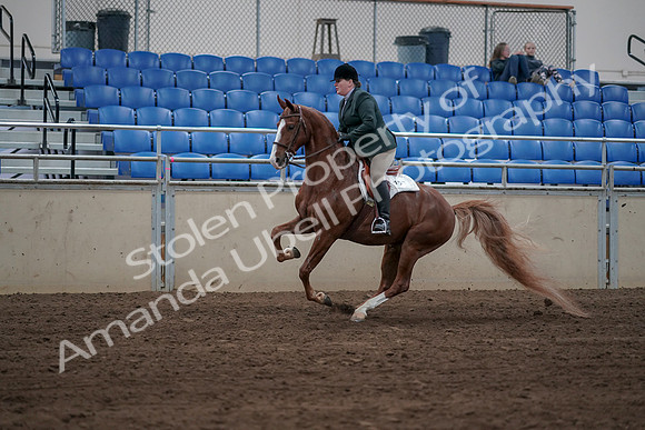 2019 Morgan Horse Show - Sept 01, 2019 - 12268