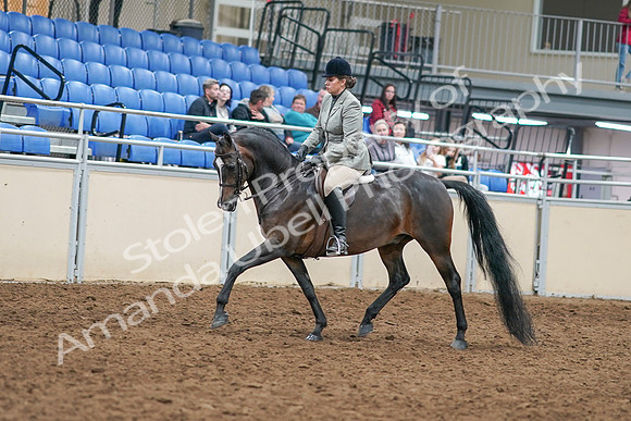 2020 - AB Morgan Horse - Sat, Sept 05 - 14306