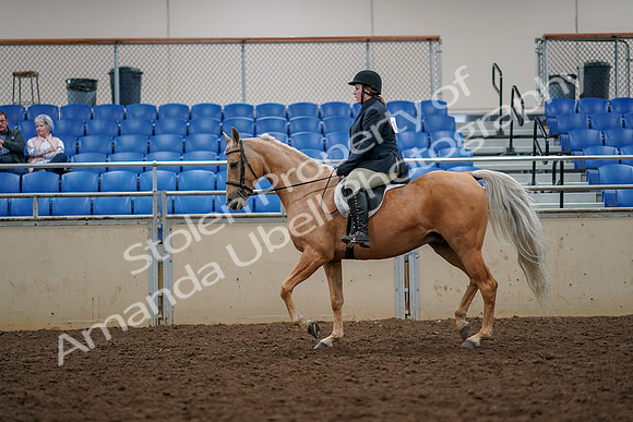 2019 Morgan Horse Show - Aug 30, 2019 - 22297