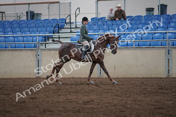 2019 Morgan Horse Show - Sept 01, 2019 - 08772