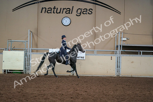 2019 Morgan Horse Show - Aug 30, 2019 - 12465