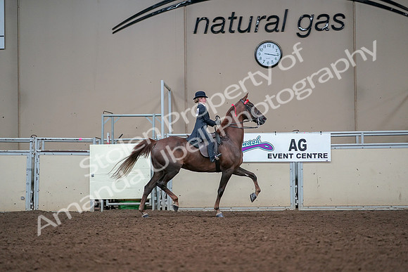 2019 Morgan Horse Show - Aug 30, 2019 - 17988