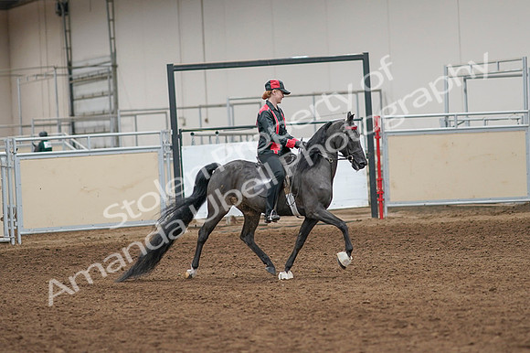 2020 - AB Morgan Horse - Fri, Sept 04 - 08702