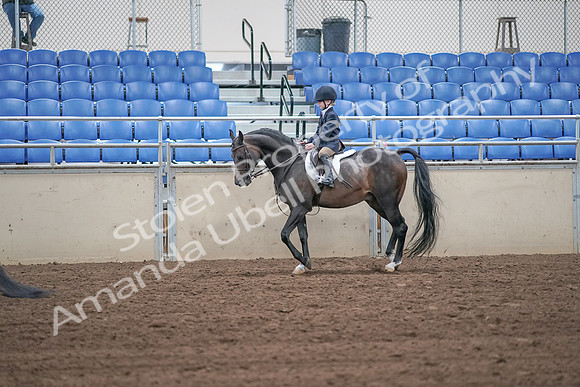 2019 Morgan Horse Show - Sept 01, 2019 - 05501