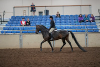 2019 Morgan Horse Show - Aug 30, 2019 - 27204