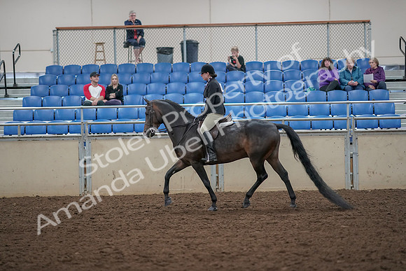 2019 Morgan Horse Show - Aug 30, 2019 - 27204