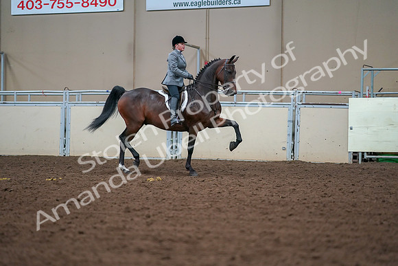 2019 Morgan Horse Show - Aug 30, 2019 - 20831