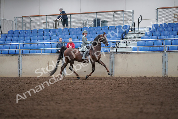 2019 Morgan Horse Show - Aug 30, 2019 - 18107