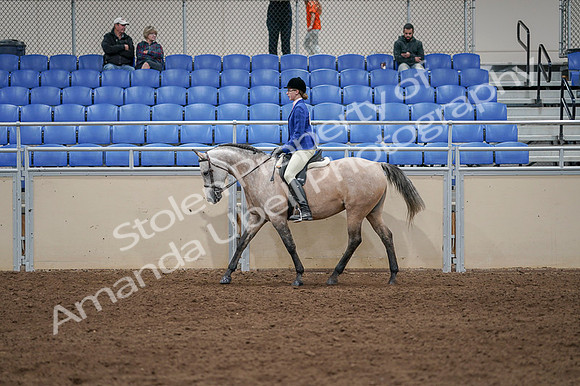 2020 - AB Morgan Horse - Fri, Sept 04 - 10347