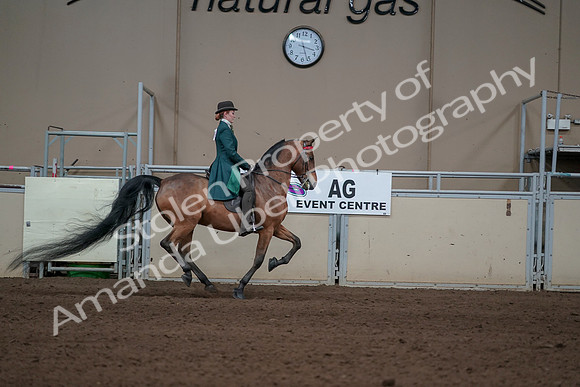 2019 Morgan Horse Show - Sept 01, 2019 - 13388