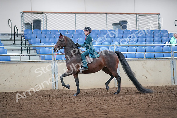 2019 Morgan Horse Show - Aug 30, 2019 - 17850