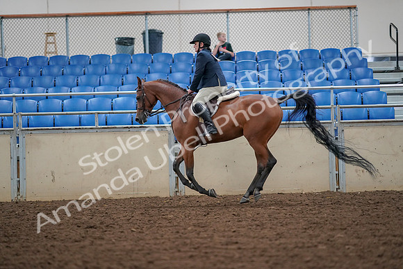 2019 Morgan Horse Show - Aug 30, 2019 - 16378