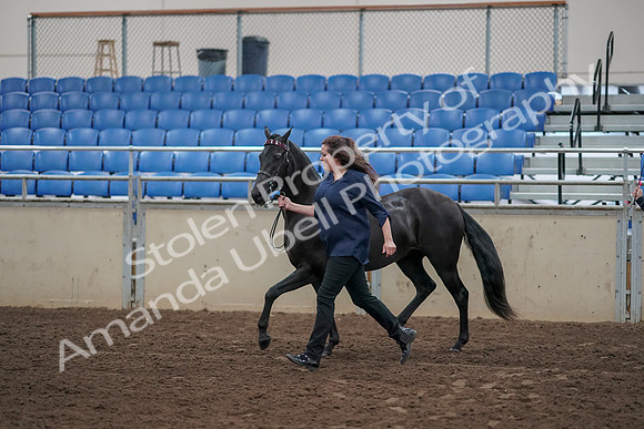 2019 Morgan Horse Show - Aug 31, 2019 - 00510