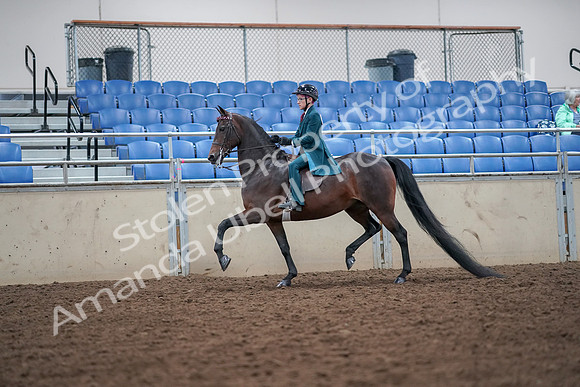 2019 Morgan Horse Show - Aug 30, 2019 - 17895