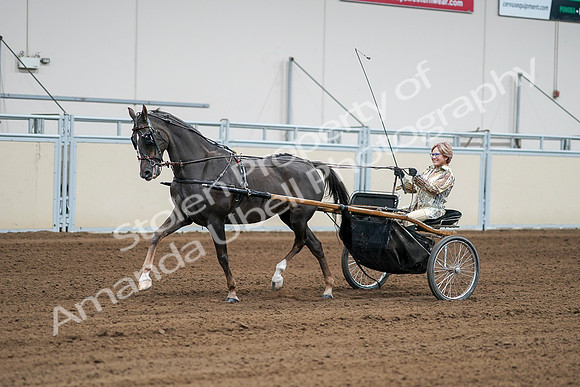 2020 - AB Morgan Horse - Sat, Sept 05 - 06002