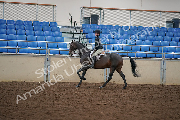 2019 Morgan Horse Show - Aug 30, 2019 - 12307