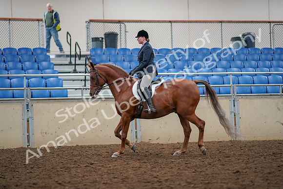 2019 Morgan Horse Show - Aug 30, 2019 - 22214