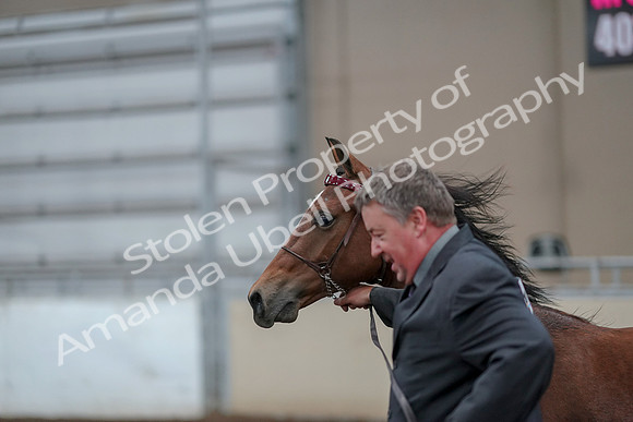 2019 Morgan Horse Show - Aug 31, 2019 - 00265