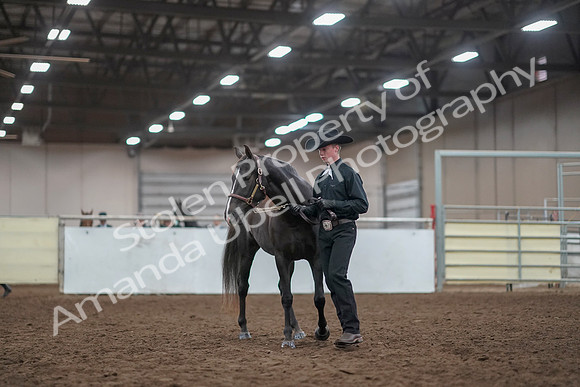 2019 Morgan Horse Show - Aug 31, 2019 - 02050
