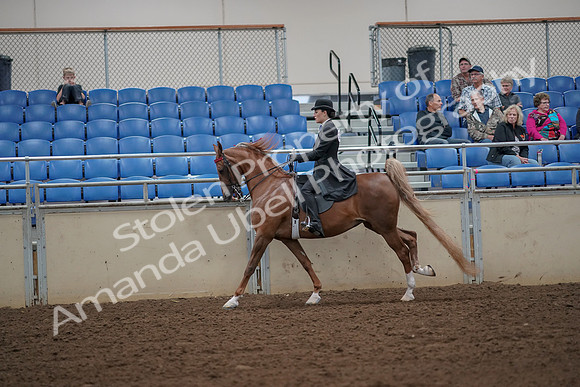 2019 Morgan Horse Show - Aug 30, 2019 - 25170