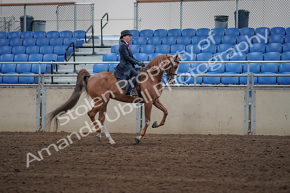 2019 Morgan Horse Show - Sept 01, 2019 - 12017