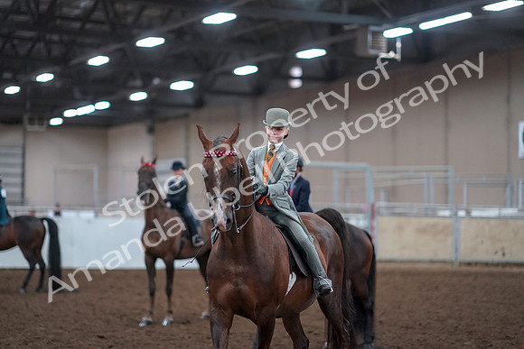 2019 Morgan Horse Show - Aug 30, 2019 - 18192