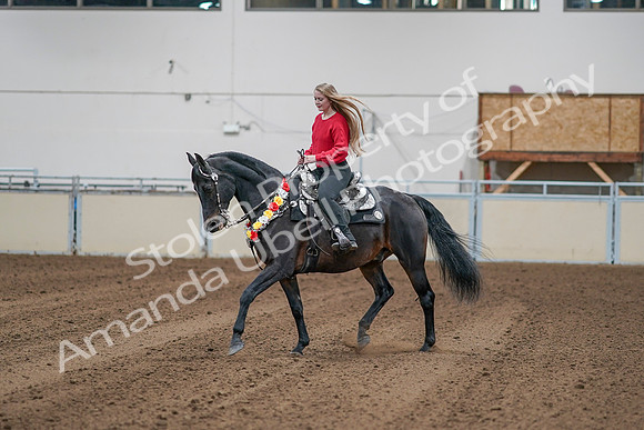2020 - AB Morgan Horse - Sat, Sept 05 - 10380