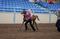 2020 - AB Morgan Horse - Sat, Sept 05 - 00470