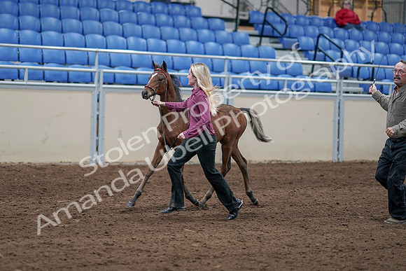 2020 - AB Morgan Horse - Sat, Sept 05 - 00470