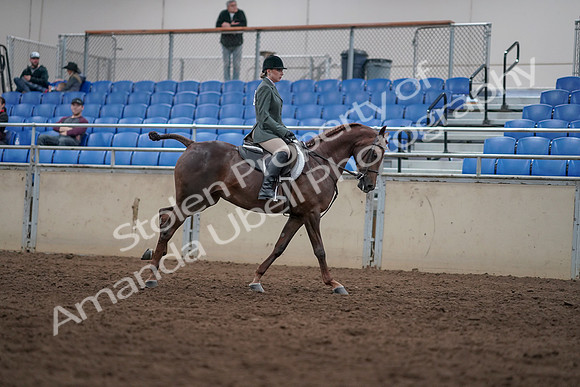 2019 Morgan Horse Show - Sept 01, 2019 - 08840