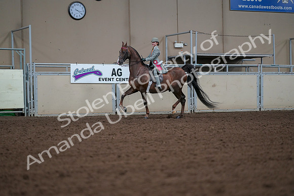 2019 Morgan Horse Show - Aug 30, 2019 - 18214