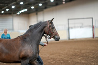 2020 - AB Morgan Horse - Sat, Sept 05 - 00139