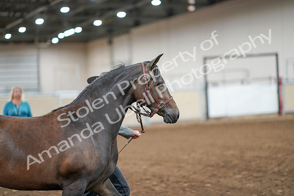 2020 - AB Morgan Horse - Sat, Sept 05 - 00139