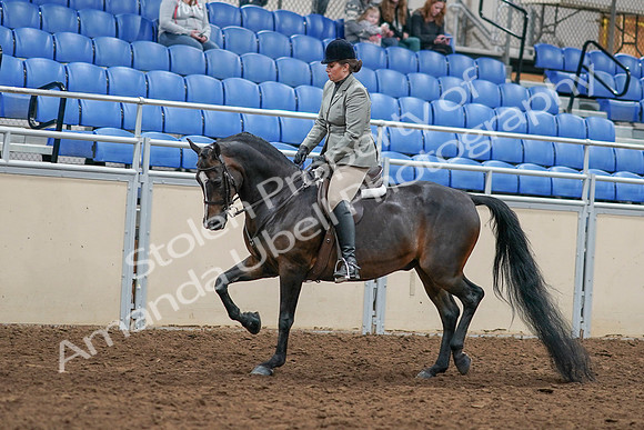 2020 - AB Morgan Horse - Sat, Sept 05 - 14320