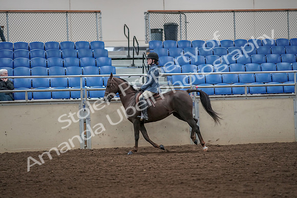 2019 Morgan Horse Show - Aug 31, 2019 - 05046