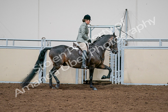 2020 - AB Morgan Horse - Sat, Sept 05 - 14505