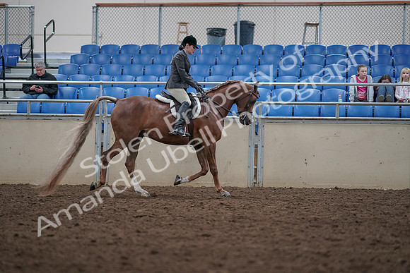 2019 Morgan Horse Show - Aug 31, 2019 - 16170