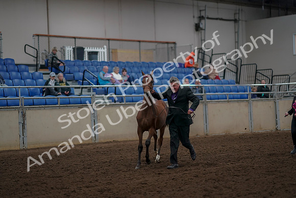 2019 Morgan Horse Show - Aug 30, 2019 - 25625