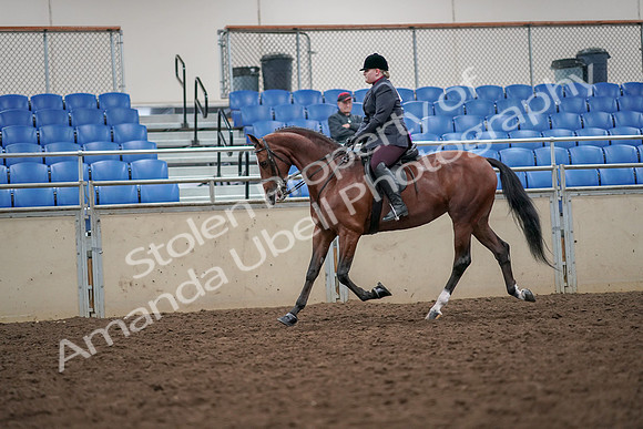 2019 Morgan Horse Show - Aug 30, 2019 - 20443