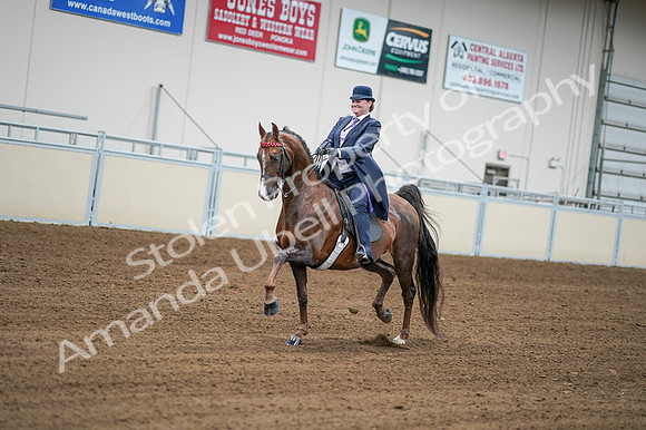 2020 - AB Morgan Horse - Fri, Sept 04 - 08200