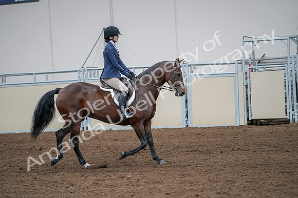 2020 - AB Morgan Horse - Fri, Sept 04 - 05987