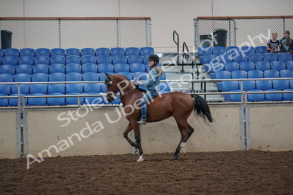 2019 Morgan Horse Show - Aug 30, 2019 - 31325