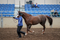 2019 Morgan Horse Show - Aug 31, 2019 - 02920